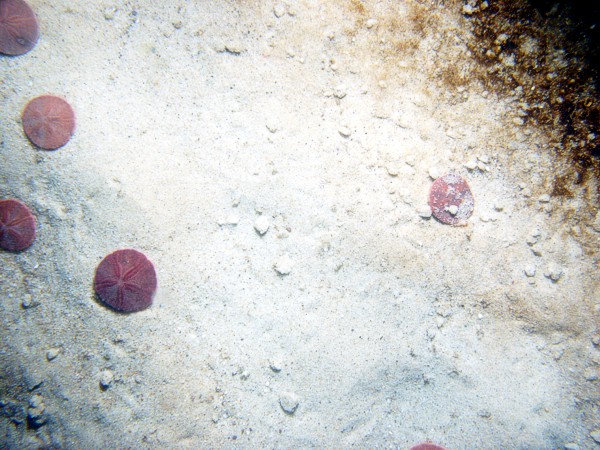 Sand, ripples (10-20 cm high), numerous sand dollars concentrated on crests and organics in troughs, scattered shell debris.