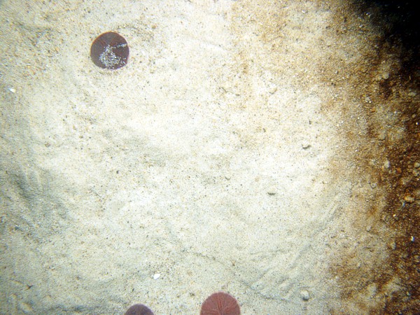 Sand, ripples, sand dollars concentrated on ripple crests and organics and gravel concentrated in troughs, some shells and shell debris, moon snail, crab.