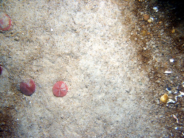 Sand, gravelly, ripples, some sand dollars concentrated on ripple crests and organics and gravel concentrated in troughs, some shell debris, crab.