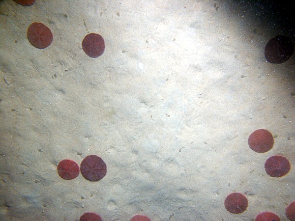 Sand, fine grained, well sorted, flat undulating bottom, scattered shells and shell debris, numerous burrows, sand dollars, crab.