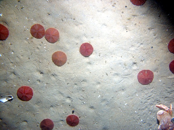 Sand, fine grained, well sorted, flat undulating bottom, scattered shells and shell debris, numerous burrows, sand dollars, crab.