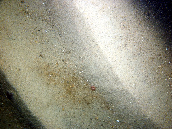 Sand, ripples, sand dollars, scattered shell debris, some organics primarily in ripple troughs.