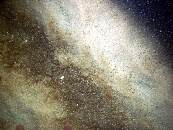 Sand, ripples, heavy organic mat and some shell debris in troughs, sand dollars on crests.