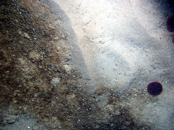 Sand, ripples, heavy organic mat and some shell debris in troughs, sand dollars on crests.