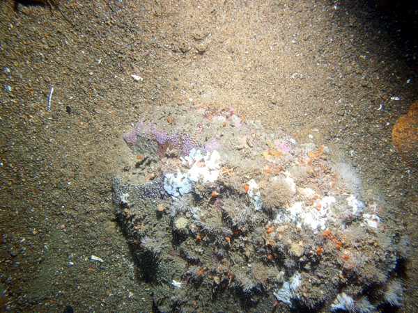 Boulders, sand, large ripples, scattered shell debris, starfish, lobsters.