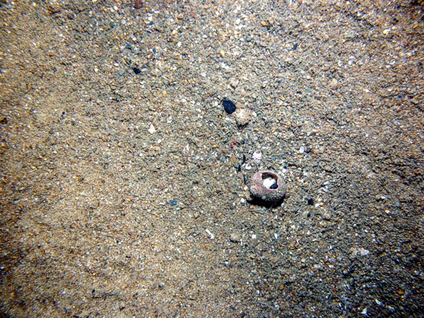 Boulders, sand, large ripples, scattered shell debris, starfish, lobsters.