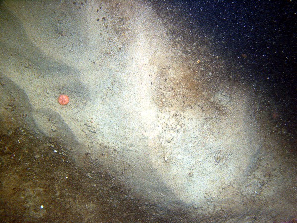 Boulders, sand, gravelly, ripples, few sand dollars concentrated on ripple crests and organics and gravel concentrated in troughs, some shell debris, crabs, starfish, soft coral.