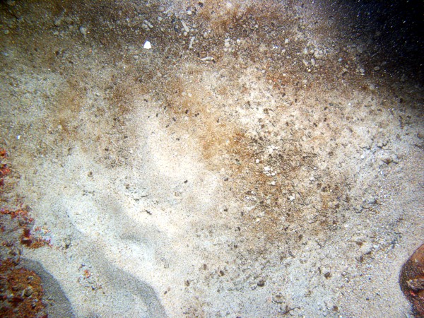 Boulders, sand, gravelly, ripples, few sand dollars concentrated on ripple crests and organics and gravel concentrated in troughs, some shell debris, crabs, starfish, soft coral.