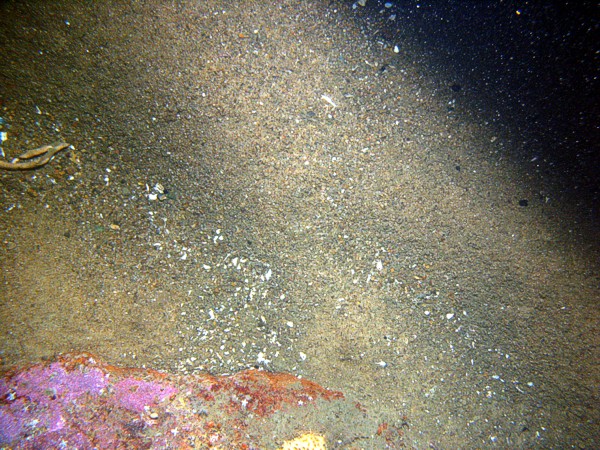 Boulders, sand, gravelly, ripples, organics and gravel concentrated in troughs, some shell debris, crabs.