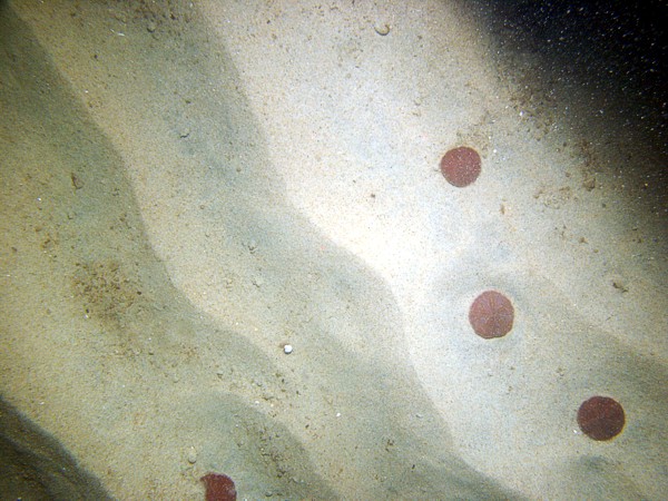 Sand, current ripples, numerous sand dollars, trace of organics and shell debris.