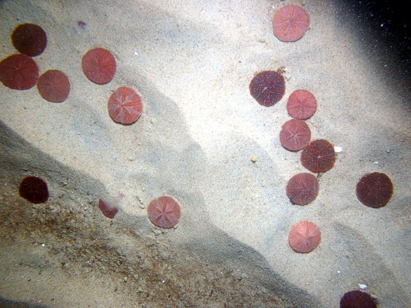 Sand, current ripples, numerous sand dollars, trace of organics and shell debris.