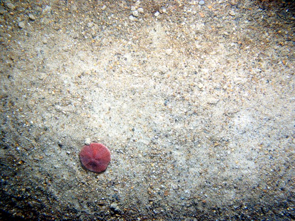 Sand, gravelly, ripples, organics and shell debris concentrated in troughs, scattered sand dollars, starfish, skate, moon snail.