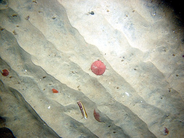 Sand, fine grained, small current ripples, numerous sand dollars, some shells and shell debris.