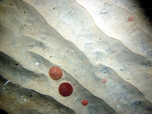 Sand, fine grained, small current ripples, numerous sand dollars, some shells and shell debris.