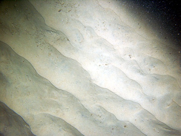 Sand, fine grained, small current ripples, numerous sand dollars, some shells and shell debris, skate, moon snail casings.