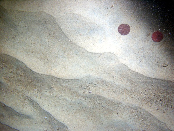 Sand, fine grained, small current ripples, numerous sand dollars, some shells and shell debris, skate, moon snail casings.