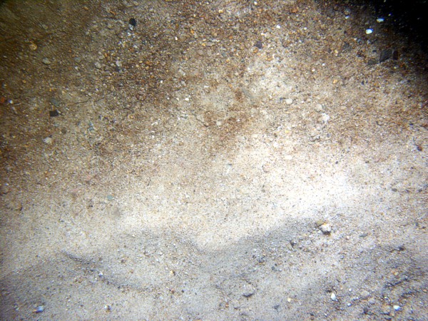 Sand, some fine gravel, ripples, some sand dollars concentrated on ripple crests and organics and gravel concentrated in troughs, scattered shell debris, crab, flounder, starfish.