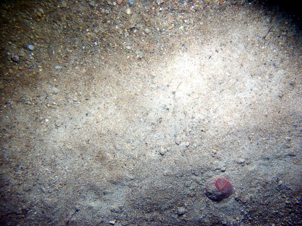 Sand, some fine gravel, ripples, some sand dollars concentrated on ripple crests and organics and gravel concentrated in troughs, scattered shell debris, crab, flounder, starfish.