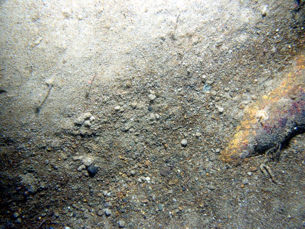 Sand, scattered patches of gravel and boulders, some sand dollars concentrated on ripple crests and organics and gravel concentrated in troughs, some shell debris, starfish, skate.