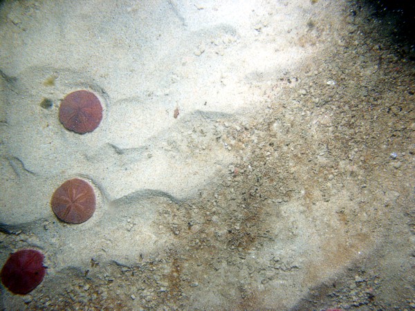 Sand, current ripples, sand dollars concentrated on ripple crests with fine gravel and organics in troughs, some shell debris, skate, flounder.