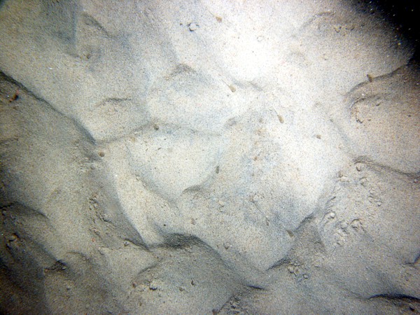 Sand, small current ripples on the crests of megaripples, fine gravel and organics concentrated in troughs, scour around larger grains, sand dollars, lobster.