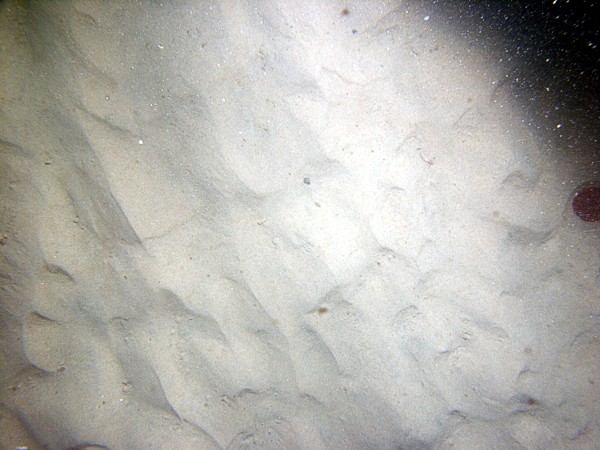 Sand, small current ripples on the crests of megaripples, fine gravel and organics concentrated in troughs, scour around larger grains, sand dollars, lobster.