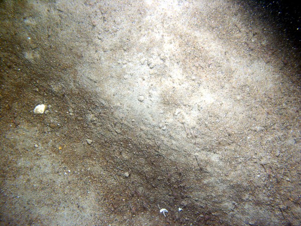 Sand, ripples, sand dollars concentrated on ripple crests with some gravel, organics, and shell debris in the troughs, crabs, sea robin.