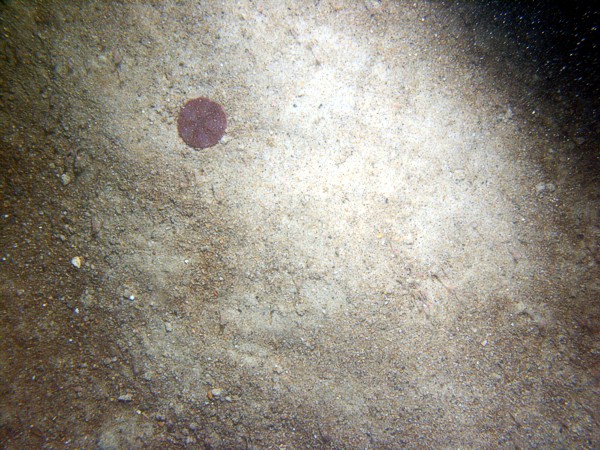 Sand, ripples, sand dollars concentrated on ripple crests with some gravel, organics, and shell debris in the troughs, crabs, sea robin.