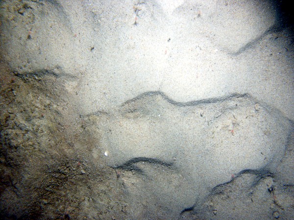 Sand, small current ripples on megaripples, patchy organic matting, sand dollars.