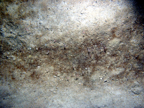 Sand, ripples, scattered shell debris, sand dollars on ripple crests, patchy organic matting, small burrowing anemones, moon snail.