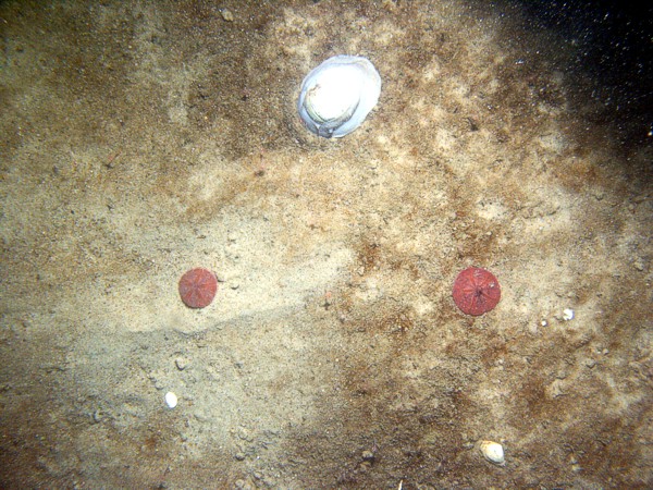 Sand, ripples, scattered shell debris, sand dollars on ripple crests, patchy organic matting, small burrowing anemones, moon snail.