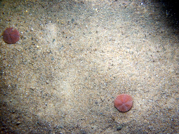 Sand, gravelly, rippled, sand dollars on ripple crests with fine gravel and shell debris concentrated in troughs, flounder, sea robin.