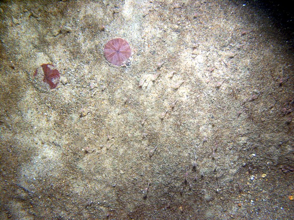 Sand, gravelly, rippled, sand dollars on ripple crests with fine gravel, shell debris, and organics concentrated in troughs, small burrowing anemones.