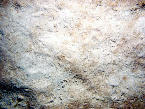 Sand, ripples, sparse sand dollars, organics concentrated in troughs, trace of shell debris, flounder, sea robin, small burrowing anemones.