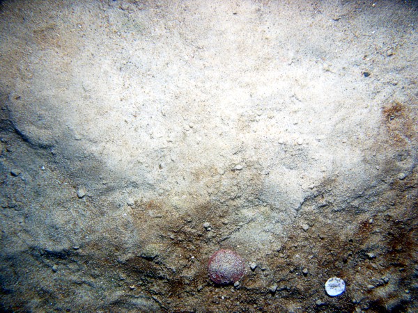 Sand, some fine gravel, small ripples (less than 5 cm high), sand dollars on ripple crests with fine organics and shell debris concentrated in troughs, moon snail.