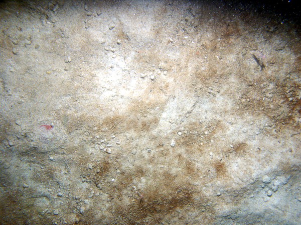 Sand, some fine gravel, small ripples (less than 5 cm high), sand dollars on ripple crests with fine organics and shell debris concentrated in troughs, moon snail.