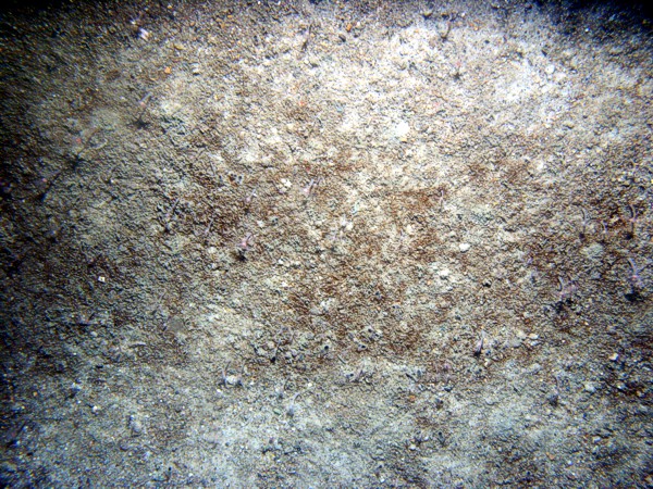 Sand, ripples with some fine gravel, organics and shell debris concentrated in troughs and sand dollars on the crests, sea robin, small burrowing anemones.