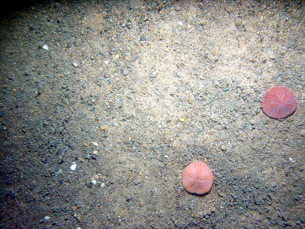 Sand, some gravel primarily in troughs, low undulating rippled bottom, trace of shell debris, sand dollars, hermit crab, starfish.