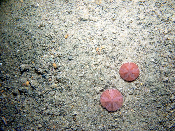 Boulders, gravel, rippled sand, scattered shell debris (clam and snail), crab, sponge, small burrowing anemones.