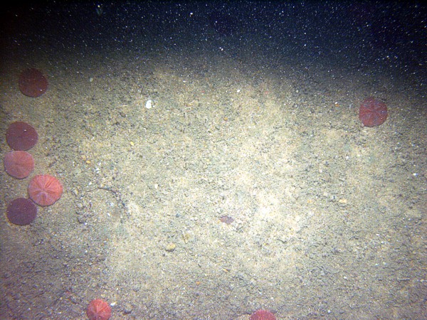 Boulders, gravel, rippled sand, scattered shell debris (clam and snail), crab, sponge, small burrowing anemones.