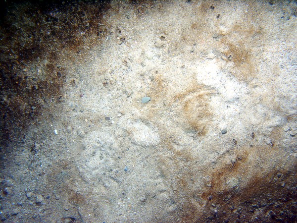 Sand, rippled (low and broad), fine gravel and heavy organics concentrated in the troughs, starfish, sparse sand dollars on ripple crests, small burrowing anemones.