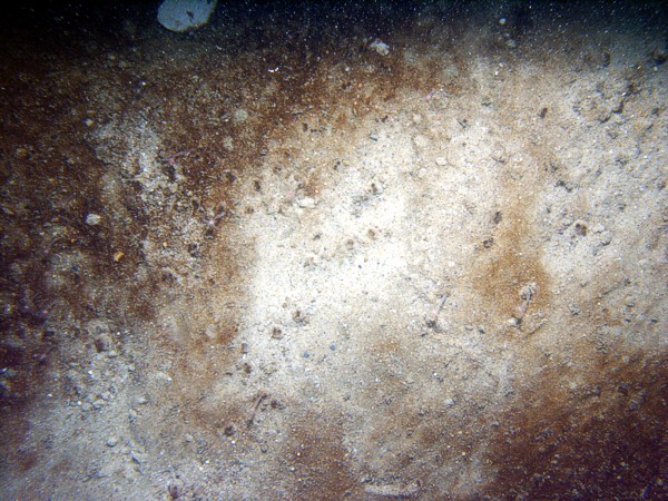 Sand, rippled (low and broad), fine gravel and heavy organics concentrated in the troughs, starfish, sparse sand dollars on ripple crests, small burrowing anemones.