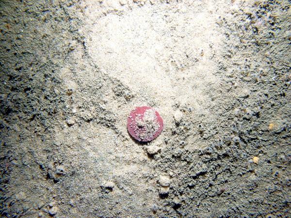 Sand, rippled (low and broad), fine gravel and heavy organics concentrated in the troughs, numerous burrows, starfish, crab, sand dollars and their tracks on ripple crests.