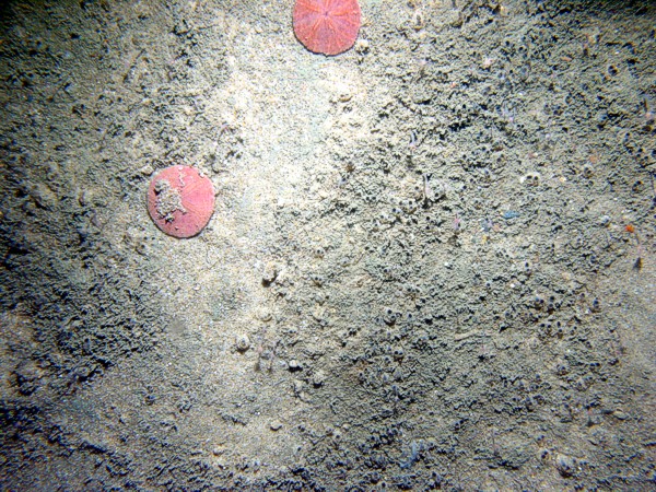 Sand, rippled (low and broad), fine gravel and heavy organics concentrated in the troughs, numerous burrows, starfish, crab, sand dollars and their tracks on ripple crests.