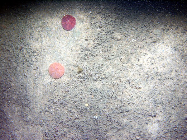 Sand, rippled (low and broad), fine gravel and heavy organics concentrated in the troughs, numerous burrows, starfish, crab, sand dollars and their tracks on ripple crests.