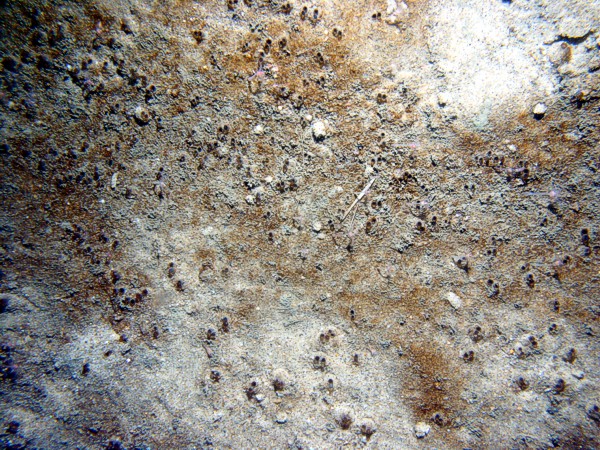 Sand, ripples, heavy organics and some gravel in troughs with sand dollars on the crests, scattered cobbles, numerous burrows, crab.