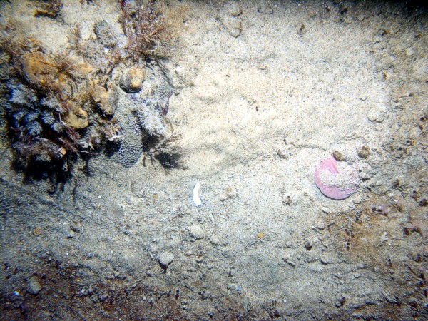 Sand, ripples, heavy organics and some gravel in troughs with sand dollars on the crests, scattered cobbles, numerous burrows, crab.