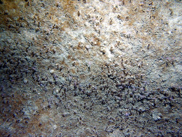 Sand, ripples, heavy organics and some gravel in troughs with sand dollars on the crests, scattered cobbles, numerous burrows, crab.