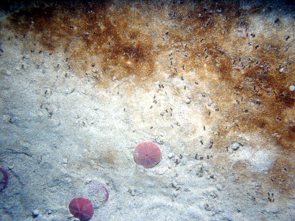 Sand, rippled (low and broad), organic matting concentrated in ripple troughs, sand dollars on ripple crests, numerous burrows, crab, abandoned lobster trap.