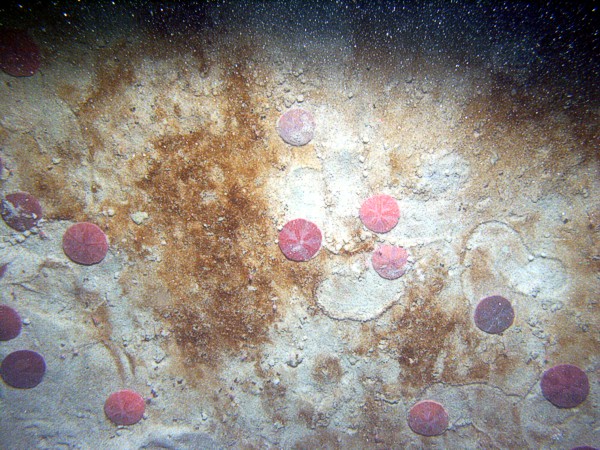 Sand, rippled (low and broad), organic matting concentrated in ripple troughs, sand dollars and their tracks on ripple crests, crab, small burrowing anemones.